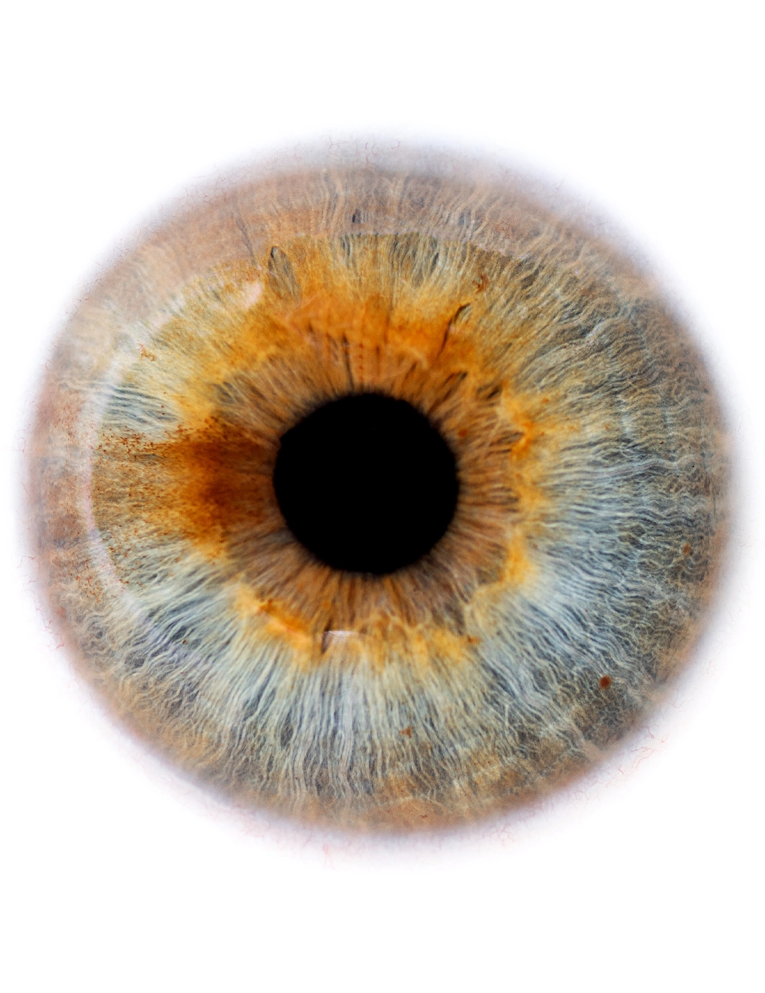 A photograph of an iris